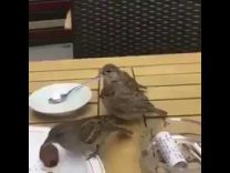 بالفيديو: طائر يُطعم “طيْرَين” جائعين من بقايا طعام على إحدى الطاولات