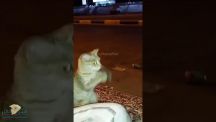 بالفيديو ( بس ) يصفق عندما شاهد الكلب يمر من جواره