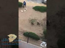 لحظة هجوم قرود على أحد مرتادي فندق بالطائف