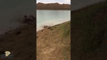 حاول القفز من أعلى جبل فرضخ على بطنه على طرف البحيره