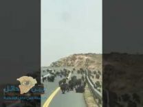مجموعات ضخمة من القرود تقطع الطريق