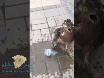 بالفيديو: مواطن ينعش طائراً أعياه العطش