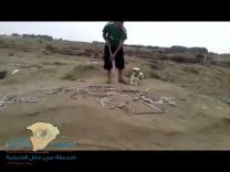 مئات الثعابين تهاجم مزرعة مواطن