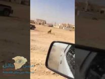 بالفيديو: مطاردة خروف العيد ودورية أمنية توقفه!