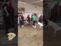 بالفيديو.. أمانة مكة تعاقب جزاري الذبح غير الشرعي