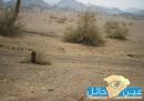 وسط الصحراء دون رحمة لها #( بـالصـور ) قـتـلوها_ دمرو مستقبلها_ تركوهـا تلهف عطشا