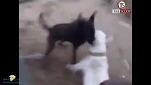 بالفيديو: معركة بين كلبين تتسبب بنهاية كارثية
