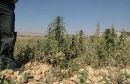 شرطة بقعاء تداهم مزرعة وتقبض على عامل آسيوي متهم بزراعتها #بسبب زراعة نبات الخشخاش المخدر