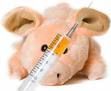 لفيروس انفلونزا الخنازير#غدا حملة التطعيم المضاد