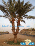 أغرب نخلة على مستوى العالم تنقسم الى نخلتين # ( فيديو _ صور ) وسط مدينة حائل