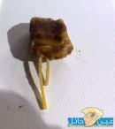 مواطن حائلي يعثر على ( مطاط ) داخل قطعة شكولاته #(فـــــــــيـــــديو __ صــــــور )
