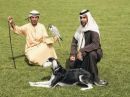 كلب صيد في الإمارات #مسابقة لأكبر صقر وأجمل