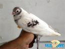 الجلاله على جناحها #حمامه تحمل لفظ