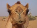 ويحتج على سوء المعاملة #الجمل..خجول ويتذوق الموسيقى