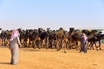 إدارة مهرجان مزايين الإبل تمنع البيع نقداً بعد شبهات غسيل أموال