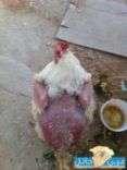 دجاجه تفقد ريشها #بسبب ماس كهربائي