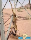فتك بماشيته ويعلقه لـ “;العبرة”;#مواطن حائلي يقتل ذئباً