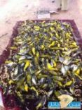 بايدي شباب محافظة بقعاء # اصطياد أكثر من 2000طائر