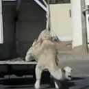 دون ان يشعر به السائق #( بالفيديو )جمل يسقط  من السيارة