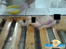 و والده يتهم ( قسم الحضانة) بمستشفى حائل العام بالإهمال ويطالب بالتحقيق#( بالصور ) رضيع يموت بعد 48 ساعة من ولادته
