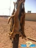 ابناء وأحفاد الشيخ/ جهز البراك يقتلون 4 ذئاب بقرية البحرة 150 كم جنوب حائل#لأول مرة يحدث بحائل قتل 4 ذئاب في وقت واحد