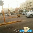 هروب الاضحيه من صاحبها وسط الشوارع ( صور ) # صباح اليوم الجمعة