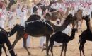 “;مزاين الإبل”; بـ50 مليونا كحد أدنى#السماح للمرأة بالمشاركة في