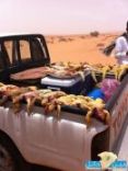 الشتوي.؟ شبَاب حائل يودّعون موسِم الصَيد بكبسَات ( الضبّان )!!#قبل ساعات قليلة من بياتها