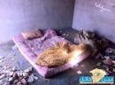 مواطِن يَسكُن مع مجموعَة مِن الكلاب الضالة !!  ( صــور ) #في غُرفة مهْجورة شمالاً من حائل