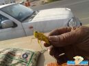 الجراد بأسواق حائل#صور