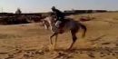 وسقط صديقه من السيارة #بالفيديو.. سقط من الحصان