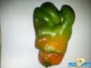 على شكل قبضت يد طفل صغير # بمدينه حائل فلفل رومي