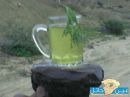 القريص في جبال توارن#بالصور . ظهور نبات