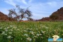 صوراً حديثة..بوادر «الربيع» تلوح شمَال حائل#عَدسَة “;عين حائل”; تلتَقِط