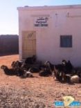 مكتب البريد السعودي مقرا له جنوب حائل #قطيع من الغنم يتخذ مقر