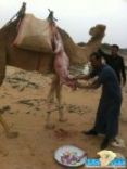 تعليقها على ظهر ناقة في مشهد ( الحاجة ام الاختراع )# شخص يجزر ذبيحه بعد