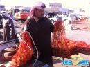 ( فسَاد الأرض ) بمدينة حائل !؟#اقبال كبير على