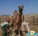 حالة نادرة الحدوث#ناقة تضع توأماً في