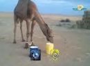 عنيفاً على بعير السيد / عماش العماش  #الجماهير النصراوية تشن هجوماً