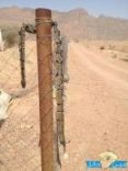 الشمري.  يقتل ثعباناً ضخماً هاجم مزرعته بالودي جنوب حائل  ( صــور )