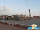 بالصور : جِمال سائبة ترعى و  تتَنزه في حدائق مدينه حائل# تُجبر المُتنزهين على مُغادرتها.!!