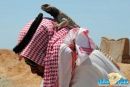 وياكلونها في صحراء منطقة حائل #بالصور __ شبان يطاردون الضبان