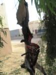شباب يسلخون كلب ويعلقونه أمام أحد المدارس بحائل#في منظر غير حضاري :