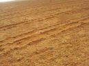 مزرعه عبدالله الشمري بحقرصين #الرياح تدفن وتفسد محصول