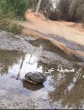 صوره …. هطول الأمطار على حائل تُظهر ( سلحفاة ) لأول مرة في المنطقة ..!!