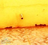 أحد سكان حي الجبل بحائل يتذمر من تأخر إيصال المياه إلى منازله