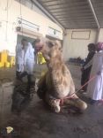 العيادة البيطرية بزراعة حائل تجري العملية الجراحية الثالثة لجمل اليوم الثلاثاء