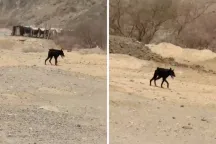 بالفيديو.. ظهور حيوان غريب في منطقة وادي فاطمة في مكة