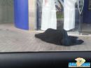 بالقرب من الصرافات بمدينه حائل ( الانسداح ) #تسول نساء بطريقة جديده