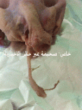 مواطن حائلي يشتري دجاجة بداخلها “; فرخ ثعبان مجمد “; في مدينه حائل # بالصــور …في مشهد غريب  كيف وصل لداخلها ؟؟؟